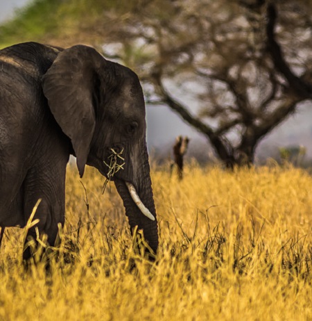4 days Tanzania safari | Luxury, budget, camping, and lodge Tanzania safaris