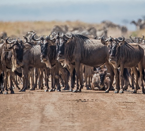 Lake Manyara National park gates