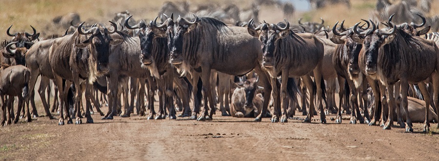 Best time to visit Lake Manyara National park