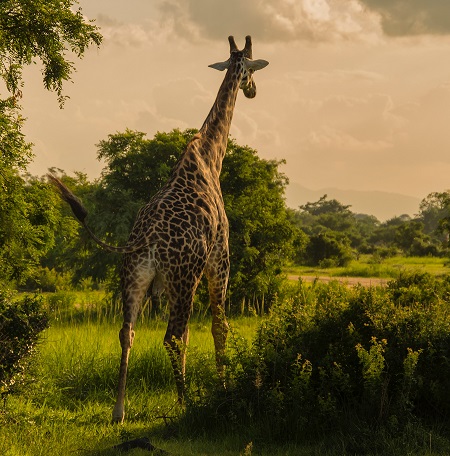 Best 4 days Tanzania group joining safari 2024, 2025, and 2026