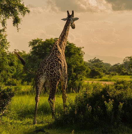 Attraction found in Lake Manyara National park