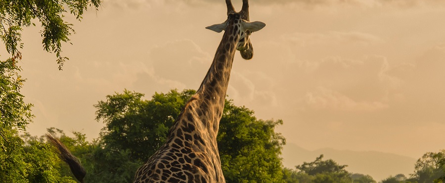 Best 6 Days Tanzania Lodge Safari Itinerary for 2024/2025