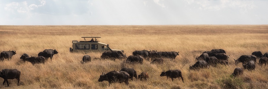 4 Days Unique Tanzania Serengeti Migration Safari Packages,four day Ngorongoro crater, Tarangire & Lake Manyara National Park, Tanzania Safari Packages, Tanzania Safari Serengeti