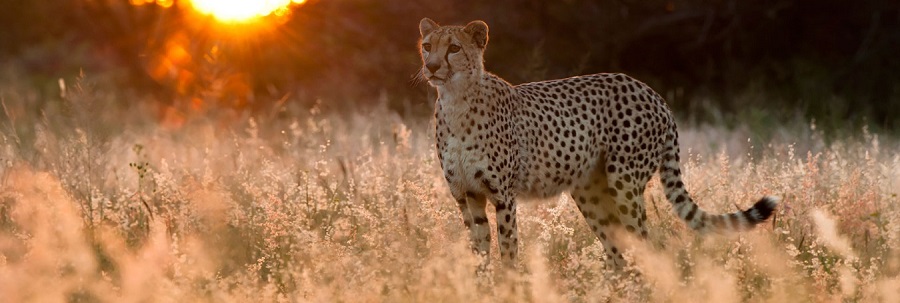 4 days Tanzania safari: luxury, mid-range, and budget