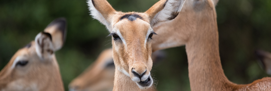 Lake Manyara National park animals