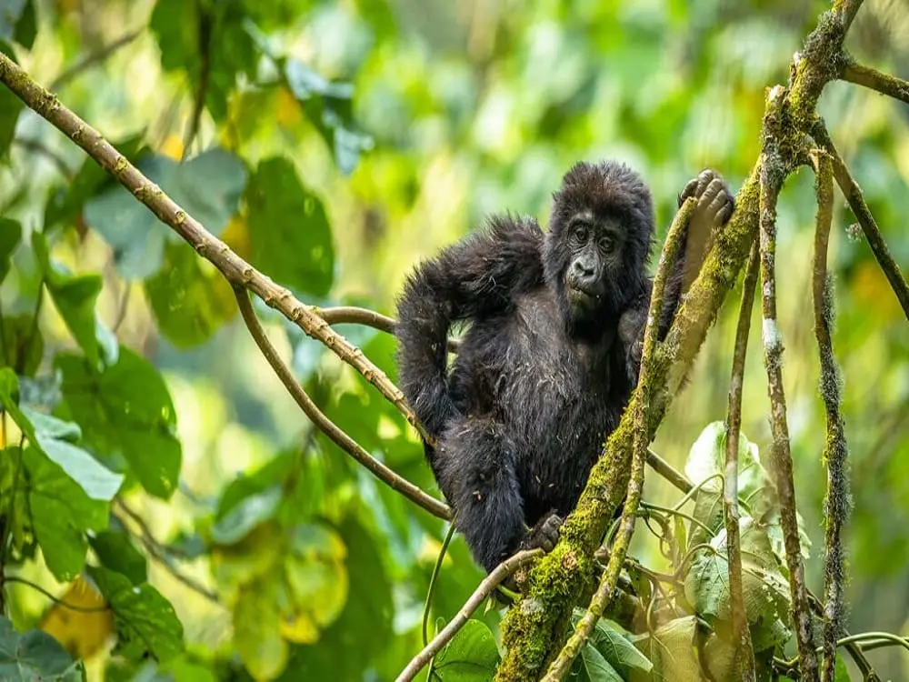 Gorilla trekking FAQs