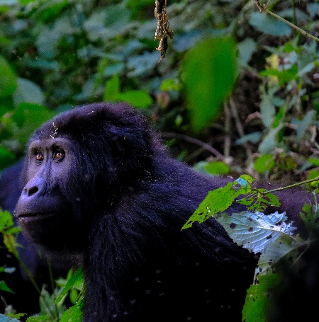 10 Days Family Trip in Uganda