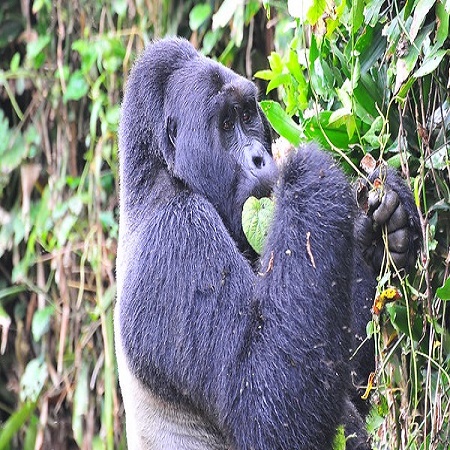 10 Days Family Trip in Uganda