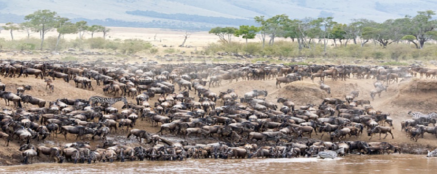 Best Safari Company in Tanzania: Africa Natural Tours