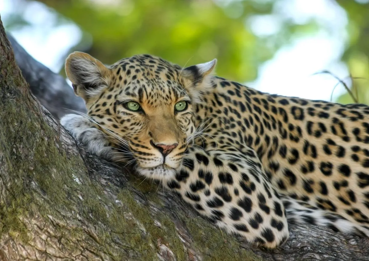African Guided tours and travel experiences for travelers departing from East Africa