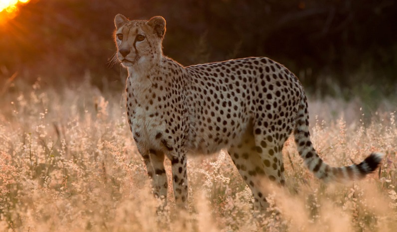 Our Top-Best Guide to Masai Mara Safari Cost 2025-2026 : Everything you need to know! 2025-2026  