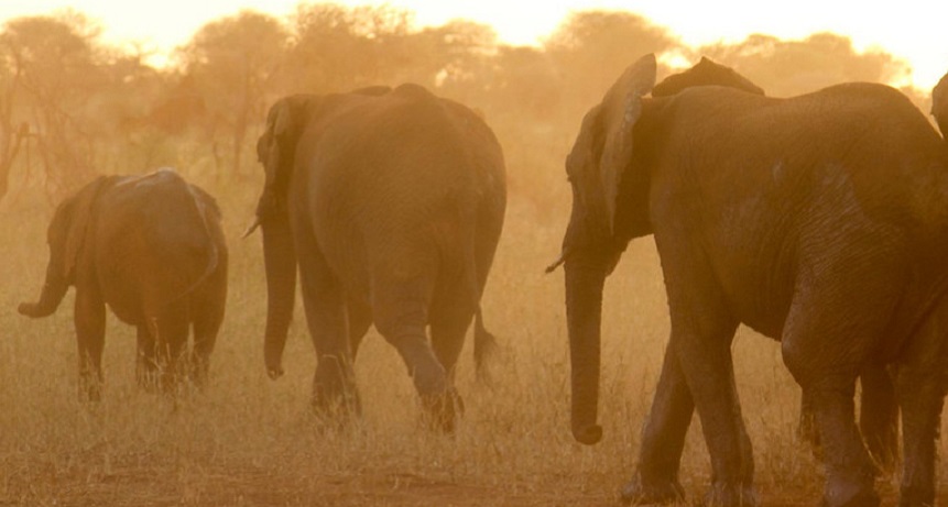 Masai Mara Safari Cost and Price