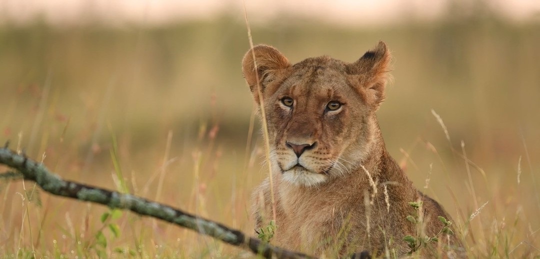 January 2026: Kenya Safari trip Holiday Group Joining Scheduled Departure Dates & Prices