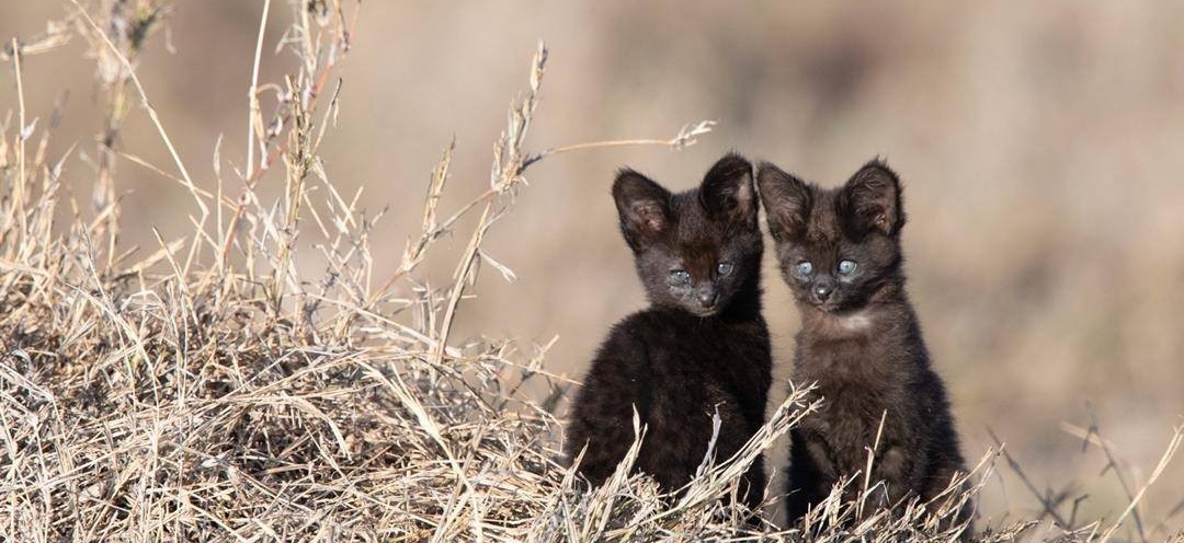 January 2026: Kenya Safari Group Joining Scheduled Departure Dates & Price Costs