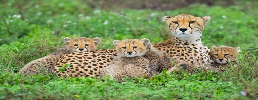 Tanzania safari in June, July, August, September of 2025, 2026, and 2027