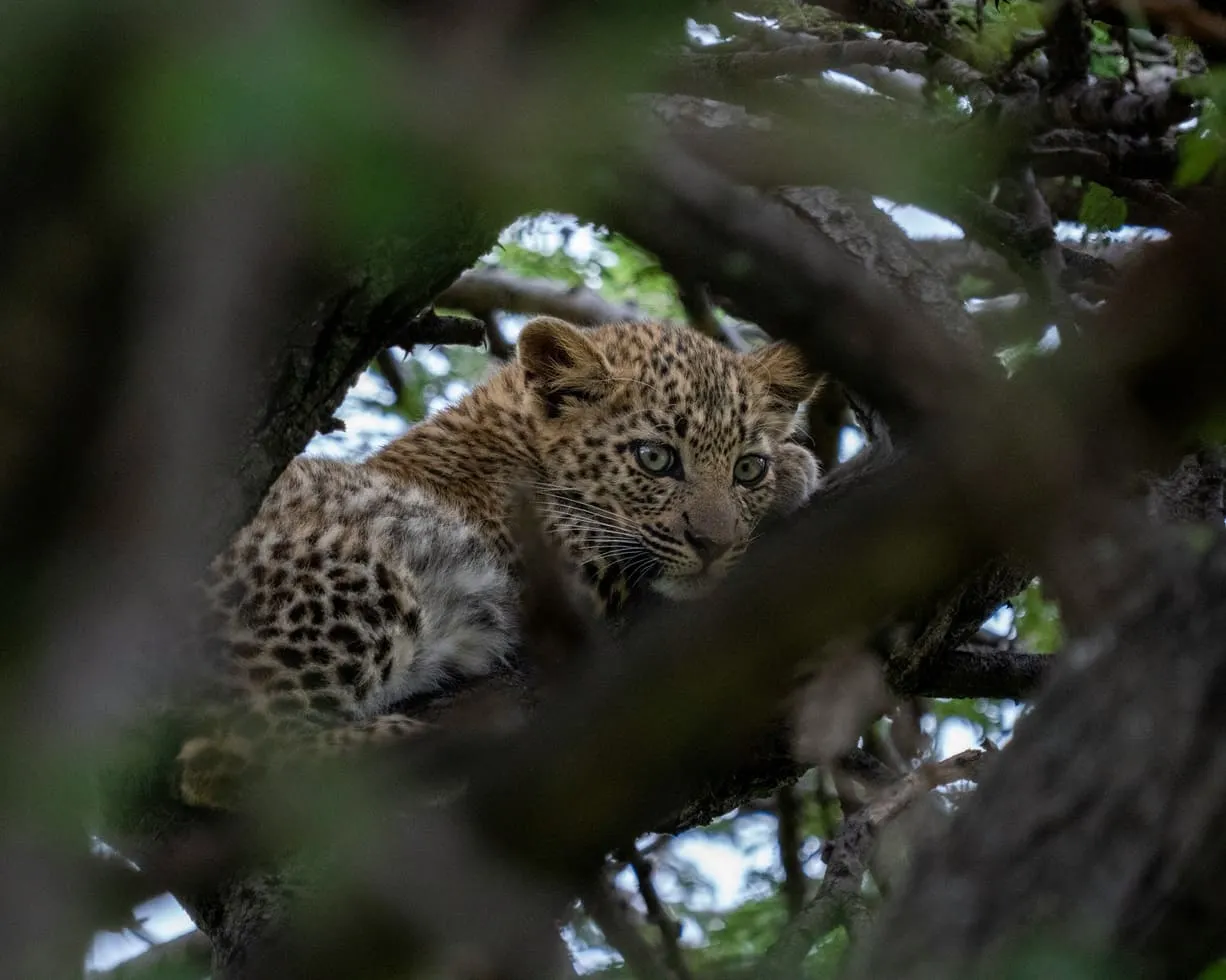 Kenya tours
