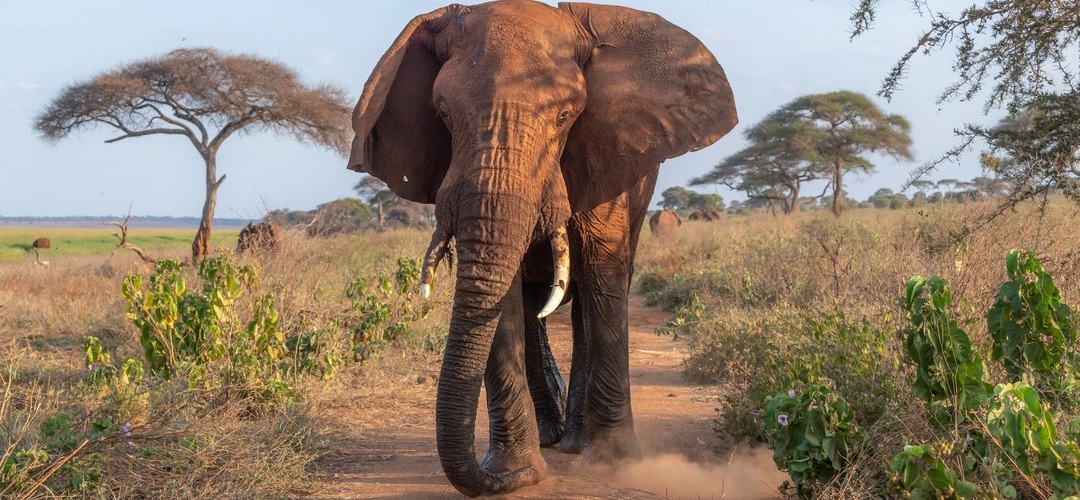 Best Kenya Camping Budget Safari