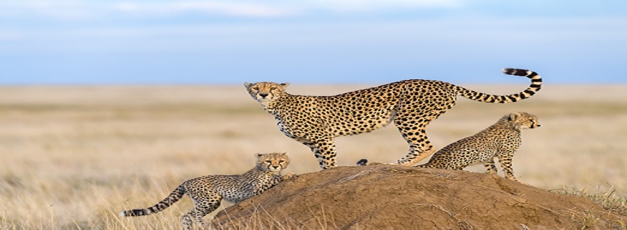 11 days Kenya Maasai mara group joining judget tours packages cost-africa Natural Tours,masai mara itinerary operators