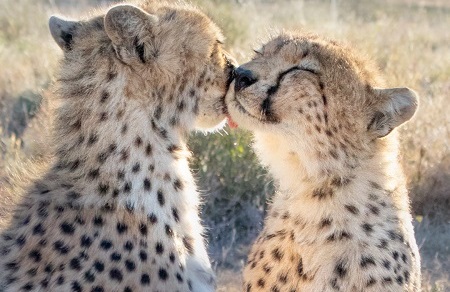 Best Kenya Safari from Mombasa to Nairobi