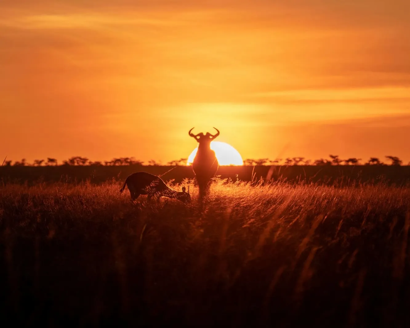 Kenya Safari Deals & Tickets
