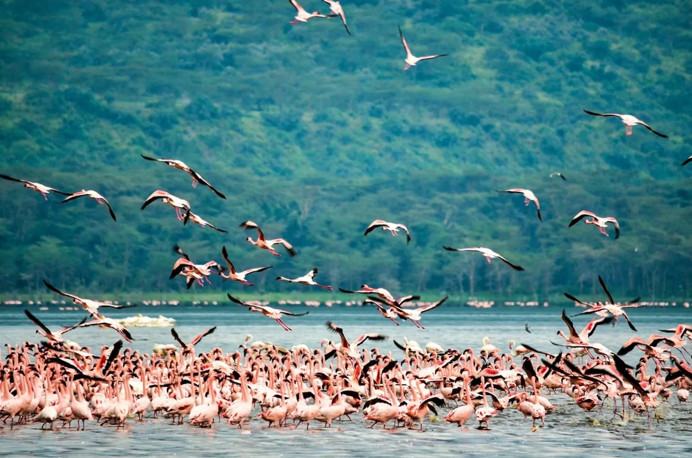 World's Best Safaris in Kenya