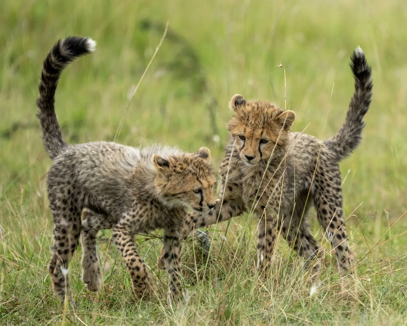 Kenya safari destination