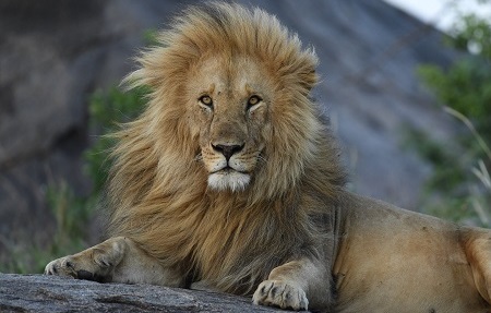 Discover our Kenya Safari All-inclusive Package