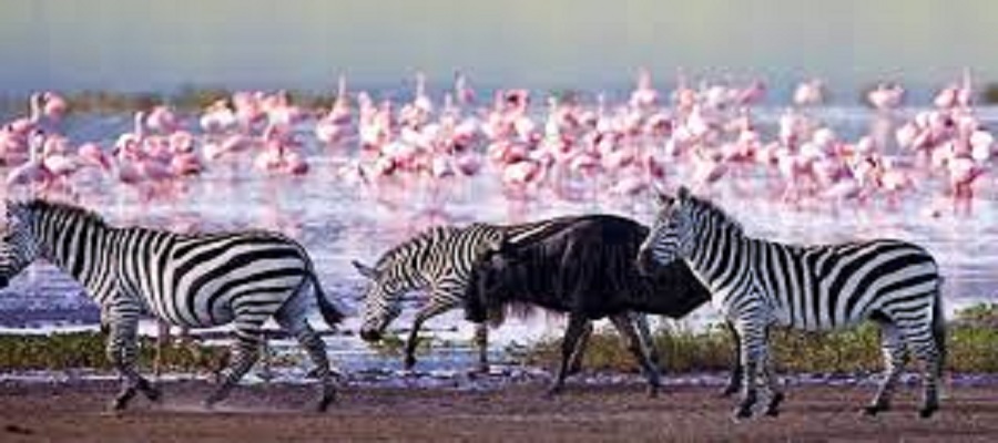 Best day trip from Nairobi to Lake Nakuru in 2026, 2027, and 2027 in Kenya safari