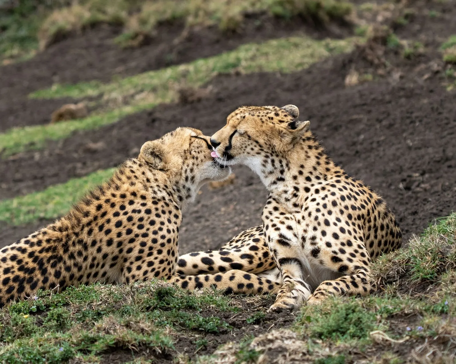 Kenya Safari