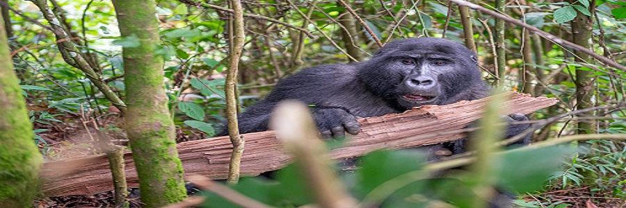 two days safari MBURO lake