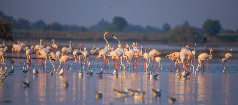 Lake Manyara National park – The home of Africa’s lion climbing tree