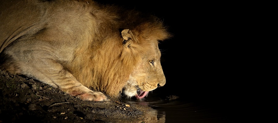 Lake Manyara National park – The home of Africa’s lion climbing tree