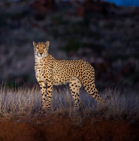 Lake Manyara National park – The home of Africa’s lion climbing tree