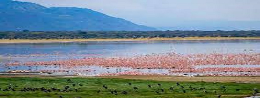 Attraction found in Lake Manyara National park