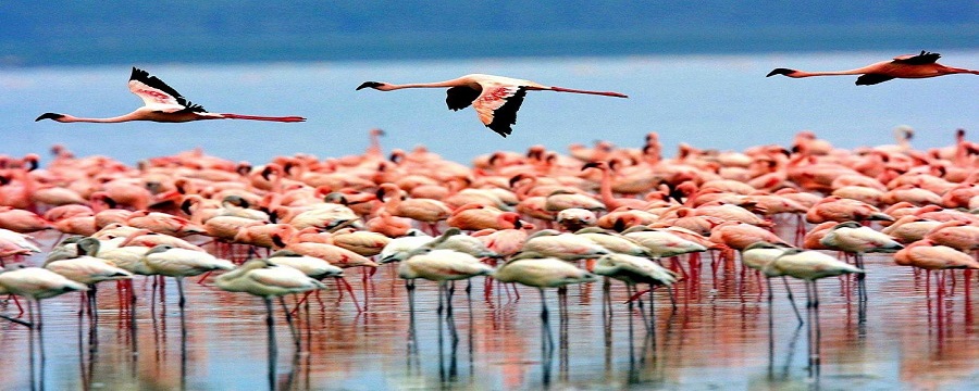 Lake Natron activities