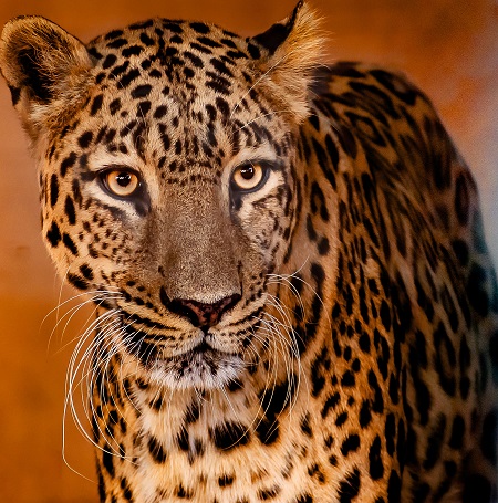 The Best African Serengeti National Park: The World Heritage Site Teeming with Wildlife