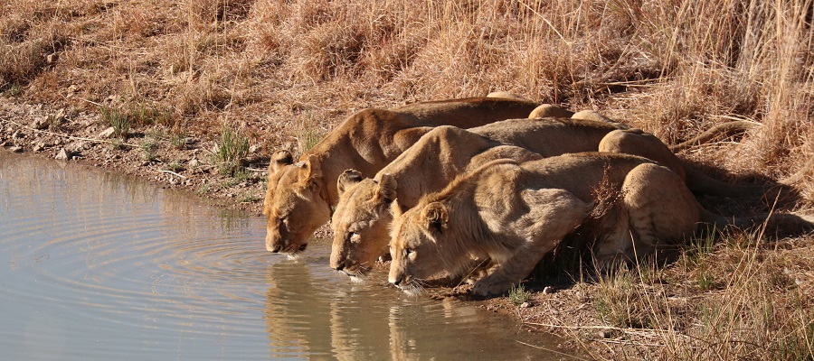 The Best African Serengeti National Park: The World Heritage Site Teeming with Wildlife