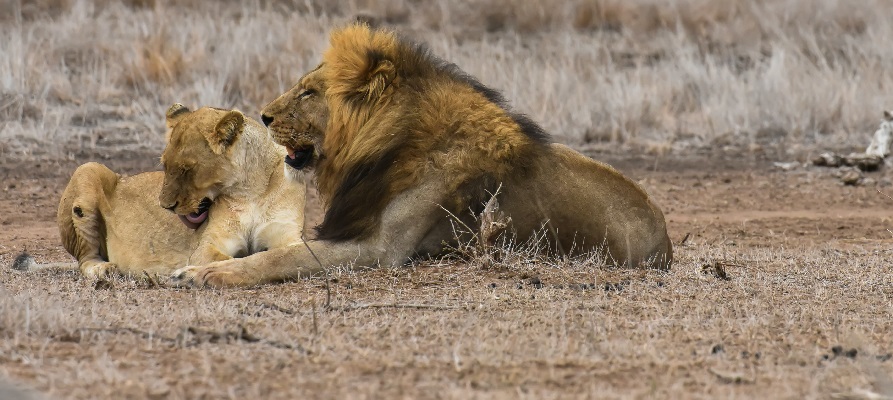 4 days 3 nights Serengeti safari for 2025, 2026, and 2027