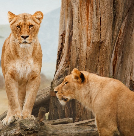 Top 10 interesting facts about Serengeti National Park
