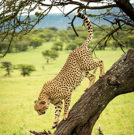 Best Tanzania safari tour packages for 2024, 2025, and 2026