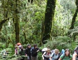 Kilimanjaro joining group on Marangu route for 5 and 6 days