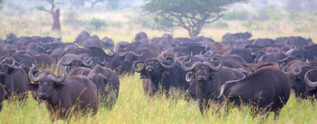 March 2026: Kenya Safari Trips Group Joining Scheduled Departure Dates & Prices