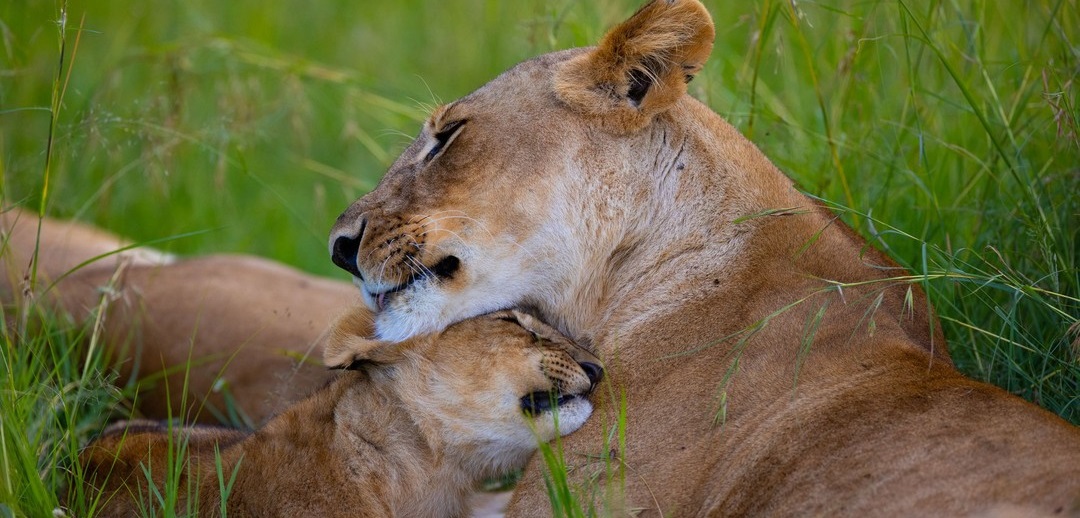 March 2026: Kenya Safari trip Holiday Group Joining Scheduled Departure Dates & Prices