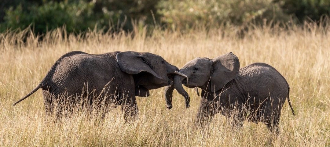 March 2026: Kenya Safari Group Joining Scheduled Departure Dates & Price Costs