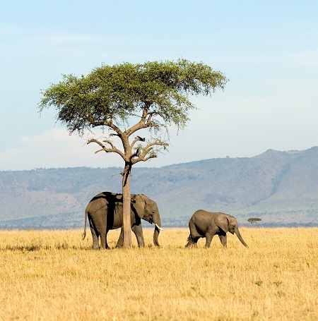 March 2026: Masai Mara Safari, Kenya Group Joining Tours, Departure Dates & Prices