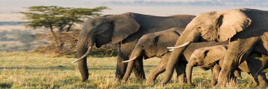 Elephants in Masai Mara game reserve