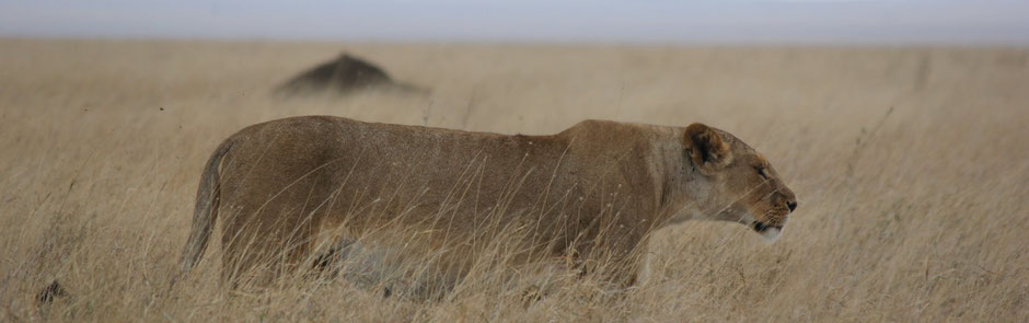 May 2026: Kenya Safari trip Holiday Group Joining Scheduled Departure Dates & Prices
