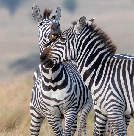 May 2026: Masai Mara Safari, Kenya Group Joining Tours, Departure Dates & Prices