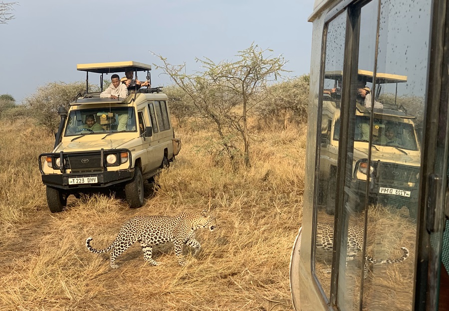 El Mejor Momento para Visitar el Serengeti 2025-2026  