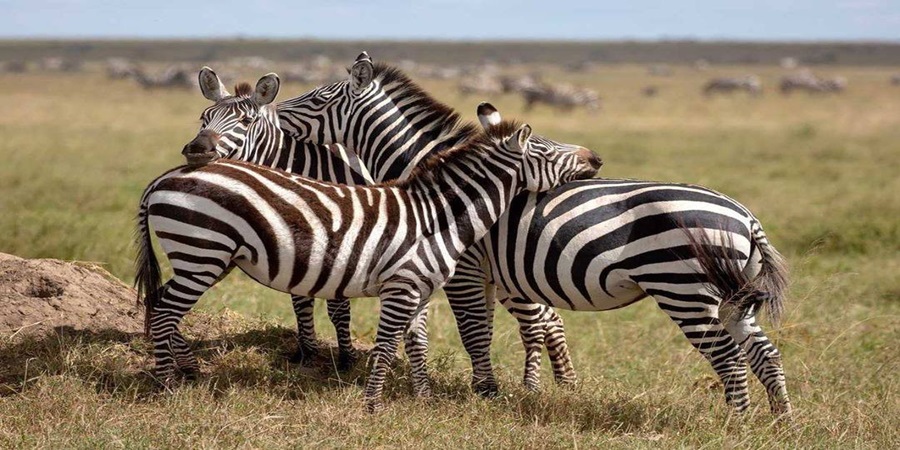Tanzania Safari